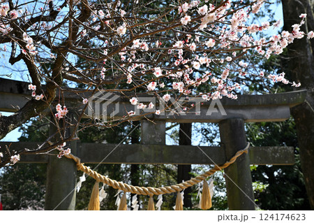 わらべ歌発祥の地　梅ほころぶ三芳野神社　川越市 124174623