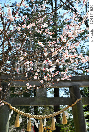 わらべ歌発祥の地　梅ほころぶ三芳野神社　川越市 124174626