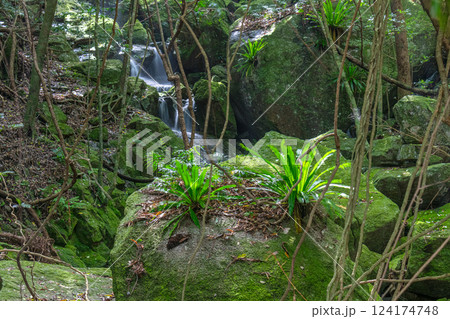 オオタニワタリ　世界自然遺産屋久島の森(夏 124174748