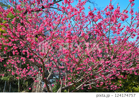 満開の寒緋桜 わらべ歌発祥の地 三芳野神社境内 川越市 満開の寒緋桜 わらべ歌発祥の地 三芳野神社境内 川越市 124174757