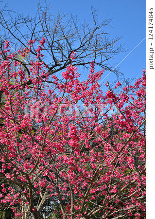 満開の寒緋桜　わらべ歌発祥の地　三芳野神社境内　川越市 124174845