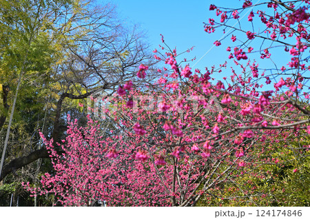満開の寒緋桜 わらべ歌発祥の地 三芳野神社境内 川越市 満開の寒緋桜 わらべ歌発祥の地 三芳野神社境内 川越市 124174846