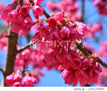 満開の寒緋桜 わらべ歌発祥の地 三芳野神社境内 川越市 満開の寒緋桜 わらべ歌発祥の地 三芳野神社境内 川越市 124174883