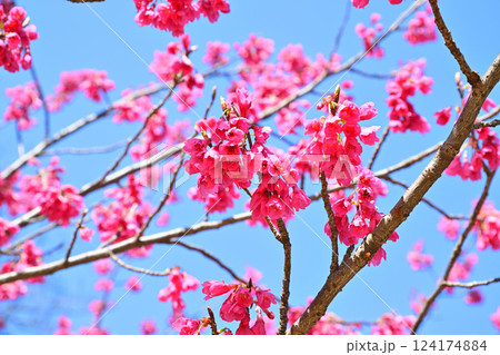 満開の寒緋桜　わらべ歌発祥の地　三芳野神社境内　川越市 124174884