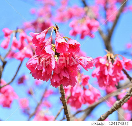 満開の寒緋桜　わらべ歌発祥の地　三芳野神社境内　川越市 124174885