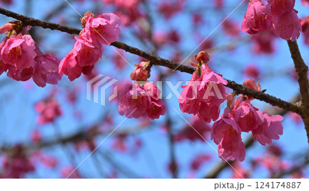 満開の寒緋桜　わらべ歌発祥の地　三芳野神社境内　川越市 124174887