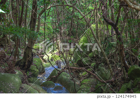 屋久島世界自然遺産の森(7月)森の中を流れる渓流 124174945