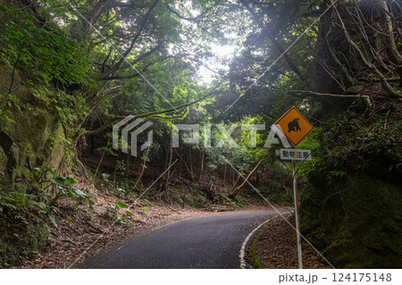 動物注意　緑の回廊　世界自然遺産屋久島(夏 124175148
