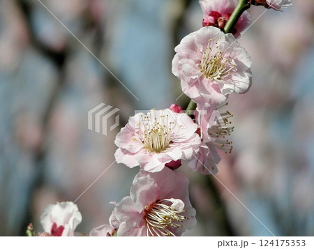 熊谷市の農林公園で梅の花が咲く(2015.3.17) 梅景色で淡いピンクと3月の憩い 124175353