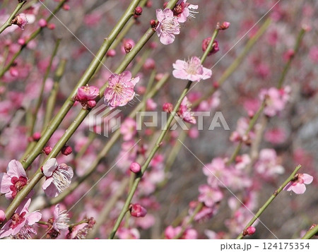 梅景色 熊谷市の農林公園で梅の花咲く(2015.3.17) 淡いピンク舞う3月の憩い 124175354