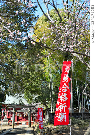 わらべ歌発祥の地　梅ほころぶ三芳野神社境内　川越市 124175505
