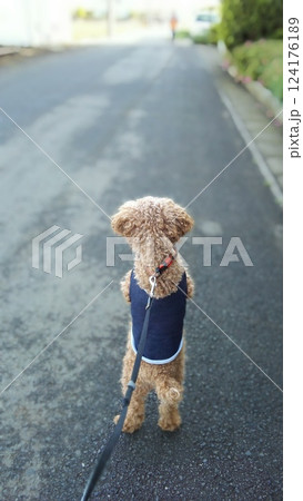 遠くを見つめて何かを待っているトイプードルの後ろ姿 124176189