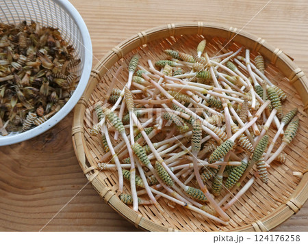 春を代表するツクシの卵とじ、お浸し!ツクシ料理の準備のハカマ取りの写真 春を代表するツクシの卵とじ、お浸し!ツクシ料理の準備のハカマ取りの写真 124176258