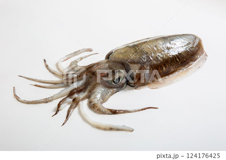 コウイカ　三重県産　白バックでスタジオ撮影 124176425