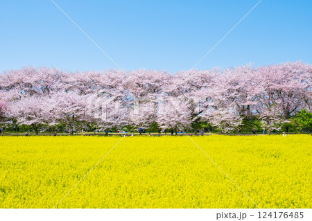 権現堂桜堤 124176485