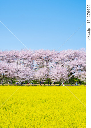 権現堂桜堤 124176492