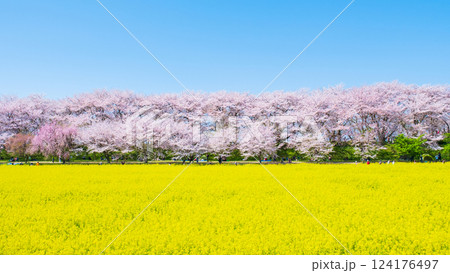 権現堂桜堤 権現堂桜堤 124176497
