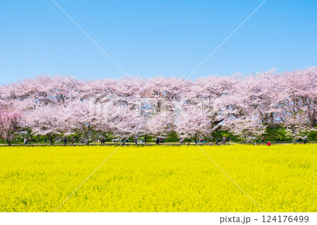 権現堂桜堤 権現堂桜堤 124176499