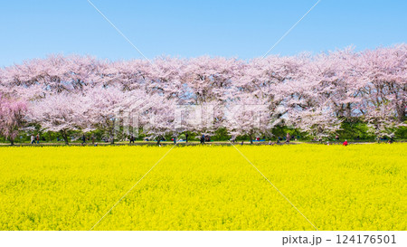 権現堂桜堤 124176501