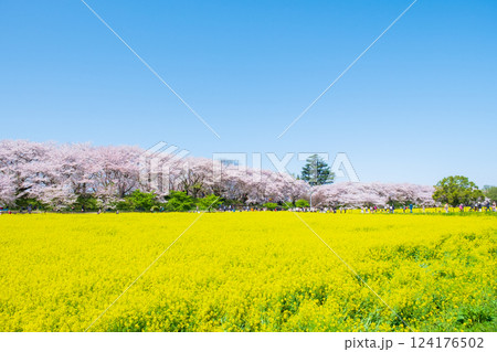 権現堂桜堤 権現堂桜堤 124176502