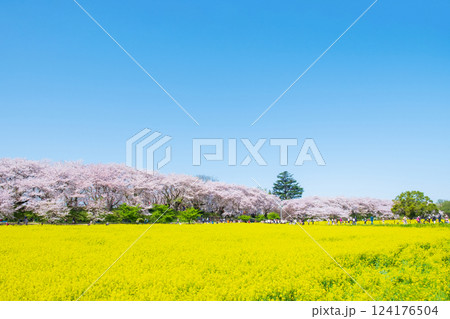 権現堂桜堤 124176504