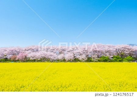 権現堂桜堤 権現堂桜堤 124176517