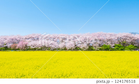 権現堂桜堤 権現堂桜堤 124176518