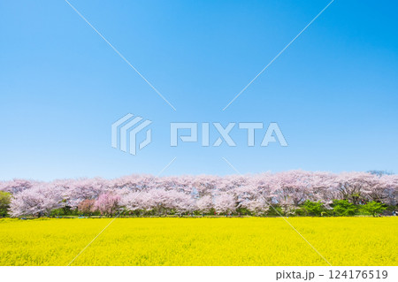権現堂桜堤 権現堂桜堤 124176519