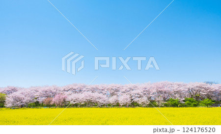 権現堂桜堤 124176520