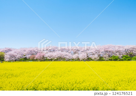 権現堂桜堤 権現堂桜堤 124176521
