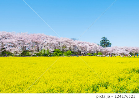 権現堂桜堤 124176523