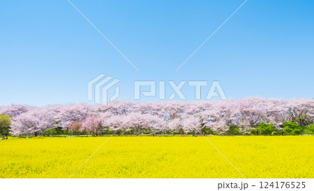 権現堂桜堤 権現堂桜堤 124176525