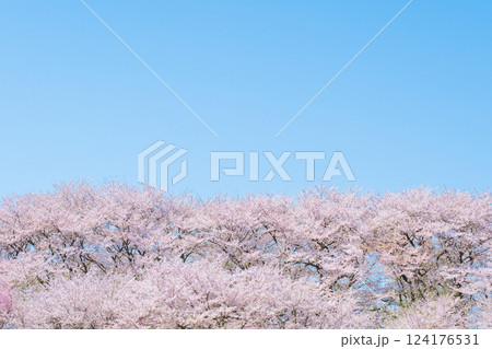 桜と青空 124176531