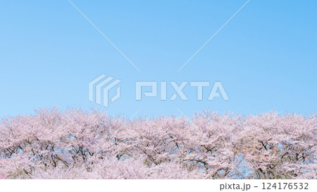 桜と青空 桜と青空 124176532