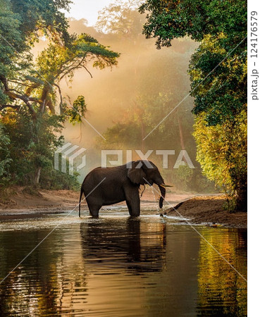 a massive elephant stands at the edge of a crystal-clear river 124176579