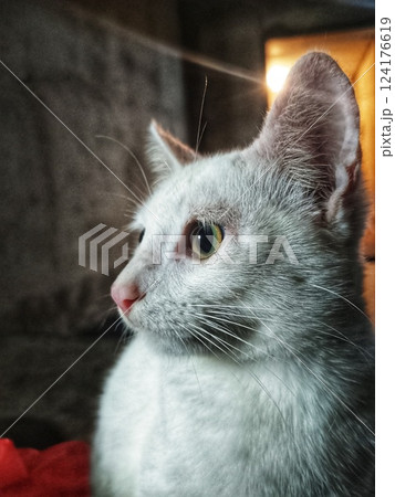 portrait of a white cat's face 124176619