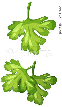 Vibrant Vector Illustration of Fresh Cilantro Leaves 124176649