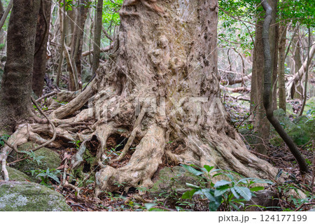 古木 西部林道地域 世界自然遺産屋久島(秋 古木 西部林道地域 世界自然遺産屋久島(秋 124177199