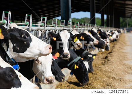 Farm cowshed with black and white cows 124177342