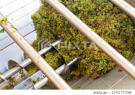 Modern winery with steel barrels and mechanical destemmer crushing white grapes 124177396