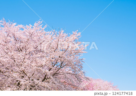 満開の桜 124177418