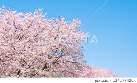 満開の桜 124177420