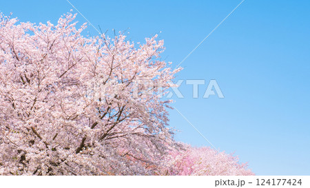 満開の桜 満開の桜 124177424
