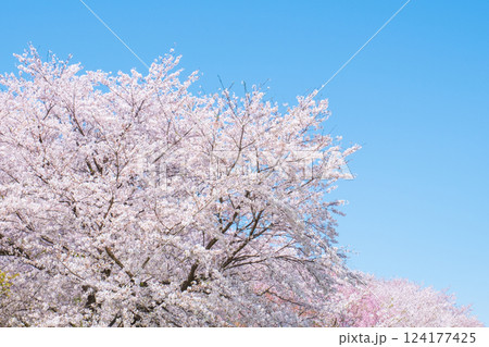 満開の桜 124177425