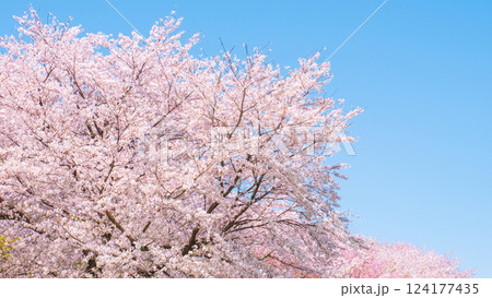 満開の桜 満開の桜 124177435