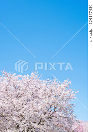 満開の桜 満開の桜 124177436