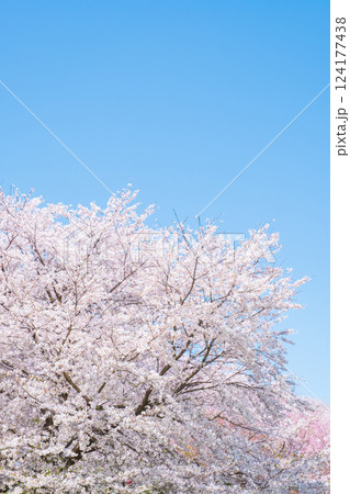 満開の桜 124177438