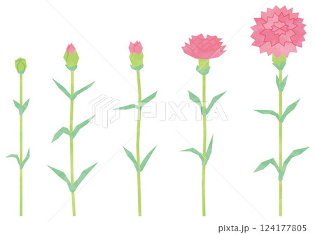 カーネーションのセット1 124177805