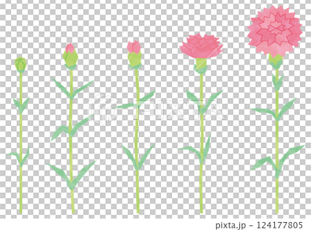 カーネーションのセット1 124177805