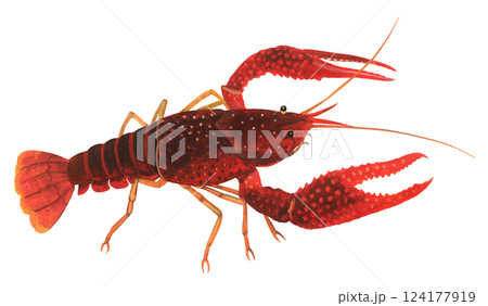 アメリカザリガニ アメリカザリガニ 124177919